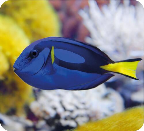 Small projector – marine creatures