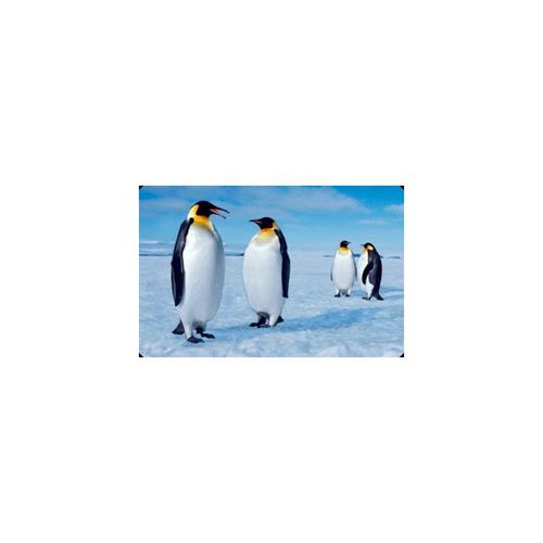 3D | Пощенска картичка - Императорски пингвин
