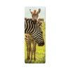 Zebras
