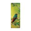 Colibri