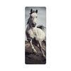 Arabic white horse
