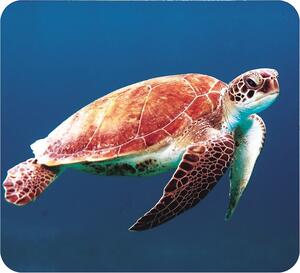 Small projector – marine creatures