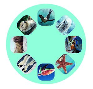 Small projector – marine creatures