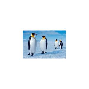 3D | Postcard - Emperor penguin
