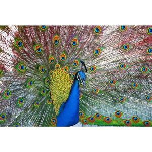 Пощенска картичка - Паун