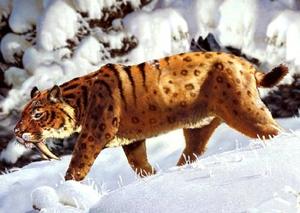 Пощенска картичка - Саблезъб тигър