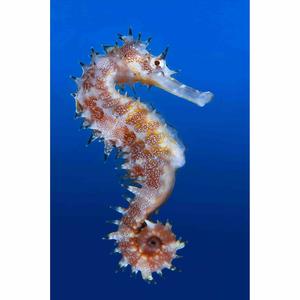 Пощенска картичка - Морско конче