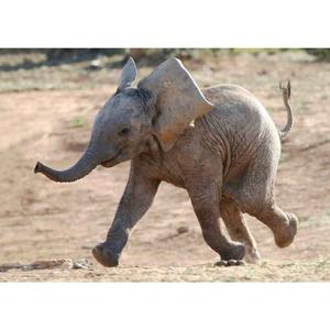 Пощенска картичка - Слонче