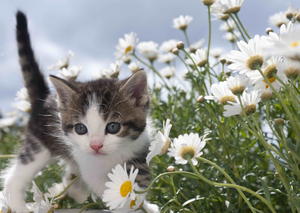 Пощенска картичка - Коте и маргаритки