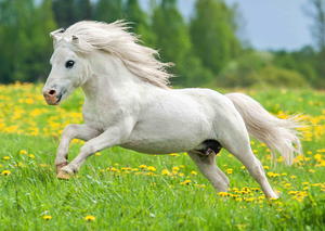 Пощенска картичка - Кон