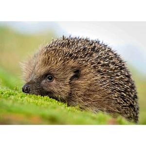 Пощенска картичка - Таралеж