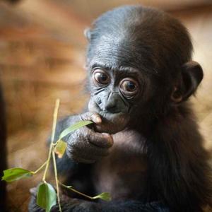 Картичка квадрат - Маймунка