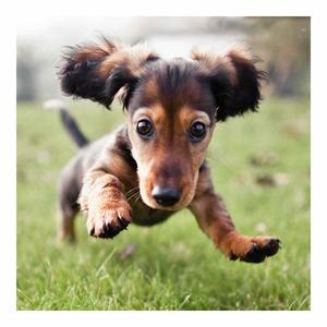 Картичка квадрат - Кученце