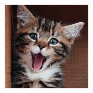 Картичка квадрат - Котенце