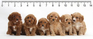 Линийка - Шест кученца