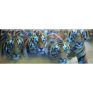 Линийка - Тигри